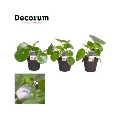 PEPEROMIA POLYBOTRYA RAINDROP MACETA 7CM