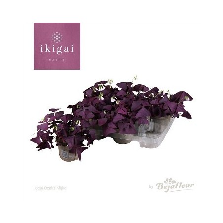 OXALIS MIJKE/TRIANGULARIS MIX MACETA 12CM