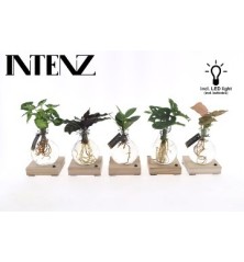 PLANTA EN AGUA CON LUZ LED