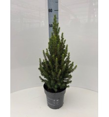 PICEA GLAUCA CONICA 40CM ALTO Y MACETA 15CM