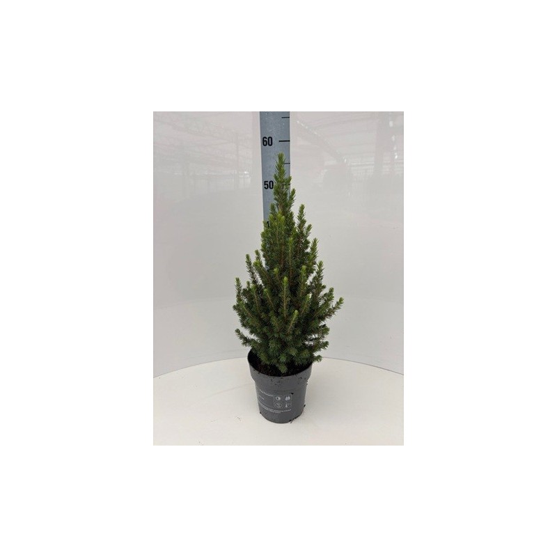 PICEA GLAUCA CONICA 40CM ALTO Y MACETA 15CM