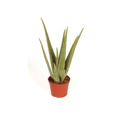 ALOE VERA ECOLOGICO MACETA 17CM