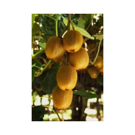 KIWI AMARILLO HEMBRA MACETA 2 LITROS