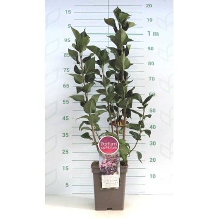 LILO ALTO 40/60 Y MACETA CUADRADA 5L