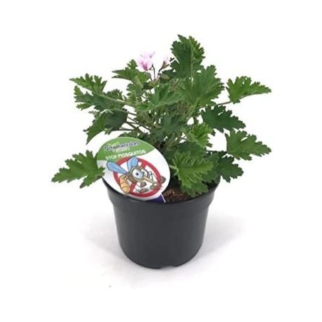 GERANIO ANTIMOSQUITOS MACETA 14CM