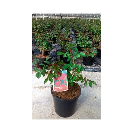 ROSAL SEVILLANA MACETA 17CM