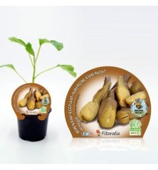 BERENJENA ALMAGRO PRODUCTO NATURAL MACETA 10,5CM