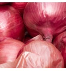 CEBOLLA ROJA DIABLO BANDEJA 12PLANTONES