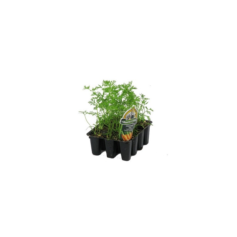 ZANAHORIA BANDEJA 12 PLANTONES