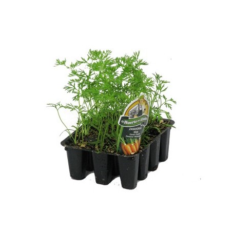 ZANAHORIA BANDEJA 12 PLANTONES