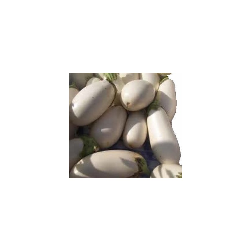 BERENJENA BLANCA LARGA PACK 6 PLANTONES