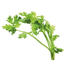 CILANTRO ECOLOGICO MACETA 11CM