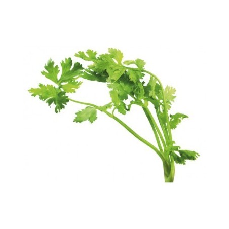 CILANTRO ECOLOGICO MACETA 11CM