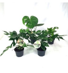 MONSTERA MIX MACETA 12CM