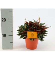 PEPEROMIA CAPERATA ROSSO ALTURA 15CM Y MACETA 12CM