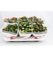 KALANCHOE ALTO 15CM Y MACETA 15CCM