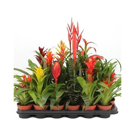 BROMELIA VARIADA ALTO 20-30 Y MACETA 9CM