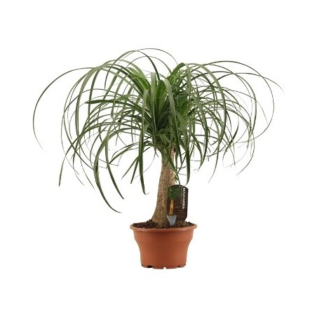 BEAUCARNEA 0,30CM DE TRONCO Y MACETA 20CM