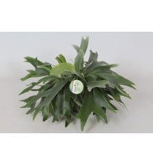 PLATYCERIUM MACETA 17CM