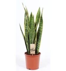 SANSEVIERA LAURENTII ALTO 50/60CM Y MACETA 17CM