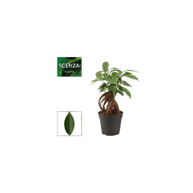 FICUS GINSENG MINI MACETA 7CM