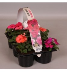 ALEGRIA PACK COLORES VARIADOS DE 6UDS