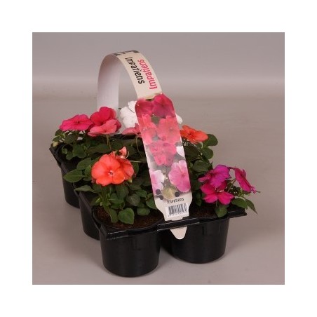 ALEGRIA PACK COLORES VARIADOS DE 6UDS