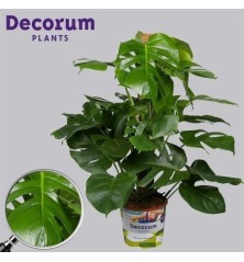 MONSTERA TUTOR ALTURA 80CM Y MACETA 20CM