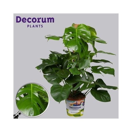 MONSTERA TUTOR ALTURA 80CM Y MACETA 20CM