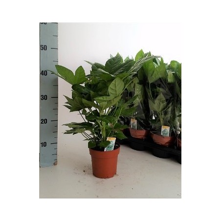 ARALIA JAPONICA MACETA 2,5L
