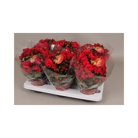 BEGONIA ELATIOR ROJA MACETA 14CM