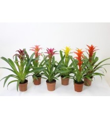 GUZMANIA MIX ALTO 25CM Y MACETA 9CM
