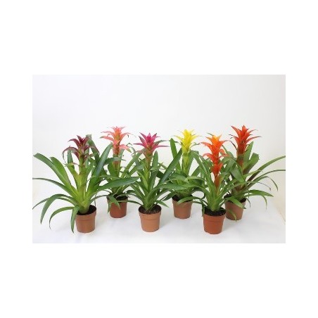 GUZMANIA MIX ALTO 25CM Y MACETA 9CM