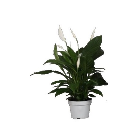 SPATIPHYLLUM MACETA 12CM