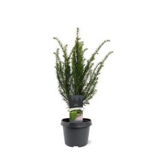 TEJO BACCATA MACETA 19CM