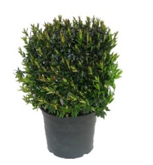 ABELIA GRANDIFLORA MACETA 2,5L