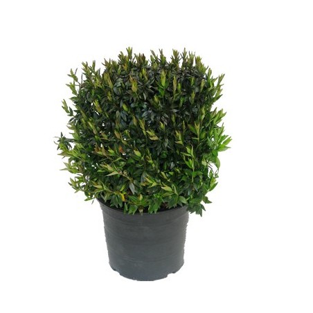 ABELIA GRANDIFLORA MACETA 2,5L