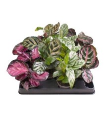 CALATHEA MINI MEZCLADO MACETA 6CM