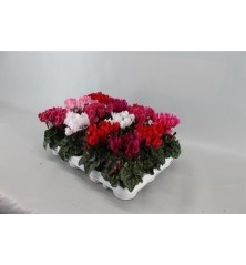 CYCLAMEN MINI MACETA 8CM