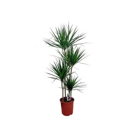 DRACENA MARGINATA ALTO TRONCOS 60/30/15CM M20
