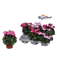 CYCLAMEN PETTICOAT MACETA 10CM
