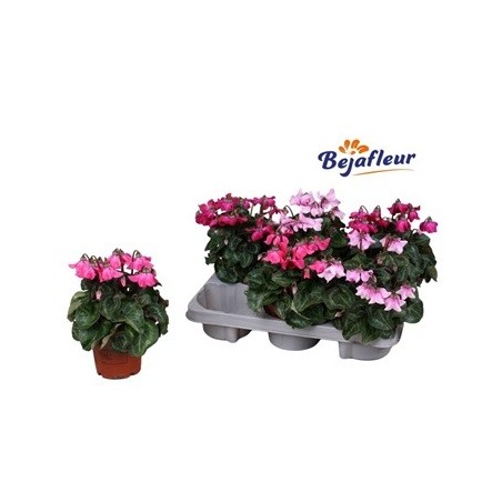 CYCLAMEN PETTICOAT MACETA 10CM