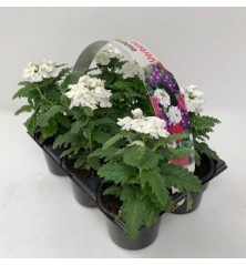 VERBENA PACK DE 6UDS
