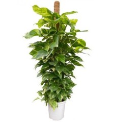 POTHO TUTOR 150CM Y MACETA 27CM