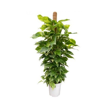 POTHO TUTOR 150CM Y MACETA 27CM