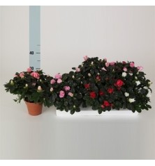 AZALEA MACETA 12CM Y ALTURA 15CM