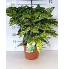 AUCUBA JAPONICA CROT. ALTO 40/50CM Y MACETA 5L