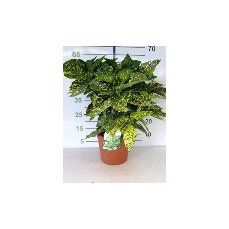 AUCUBA JAPONICA CROT. ALTO 40/50CM Y MACETA 5L