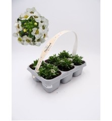 ALISUM PACK DE 6 UDS VARIOS COLORES