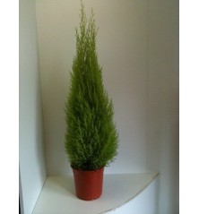 CIPRES AMARILLO WILMA  ALTURA 80CM MACETA 24CM